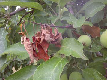 Figure 1. Infected fruit and leaves become shriveled, dark brown, and remain attached to the spur.