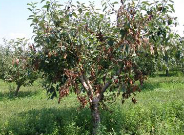 Figure 2. Severely infected trees with fire blight appear to be "scorched" by fire.