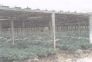 Culture du ginseng sous ombrière de lattes de bois.