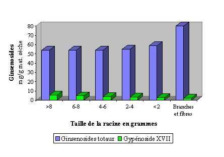 Effet de la taille de la racine sur la teneur en ginsenosides.