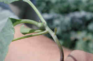 Galle sur un jeune plant.