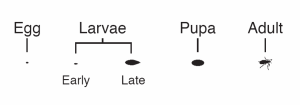 Actual sizes of various swede midge life stages