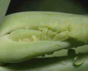 Oeufs de cécidomyie du chou-fleur.