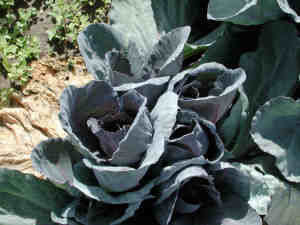 Plant de chou à pommes multiples.