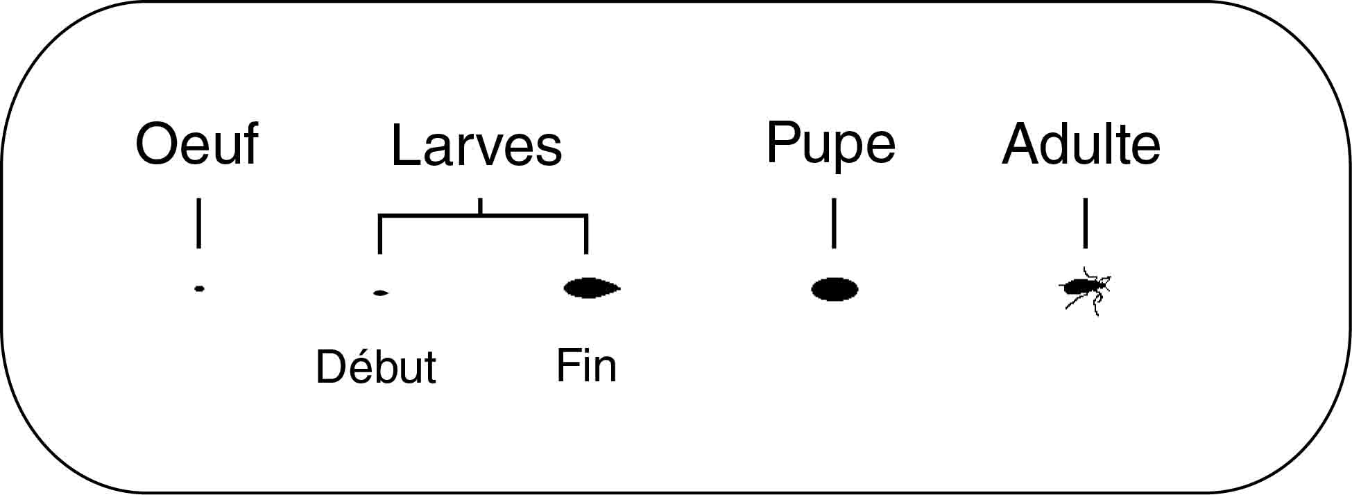 Taille réelle de plusieurs stades de développement de la cécidomyie du chou fleur.
