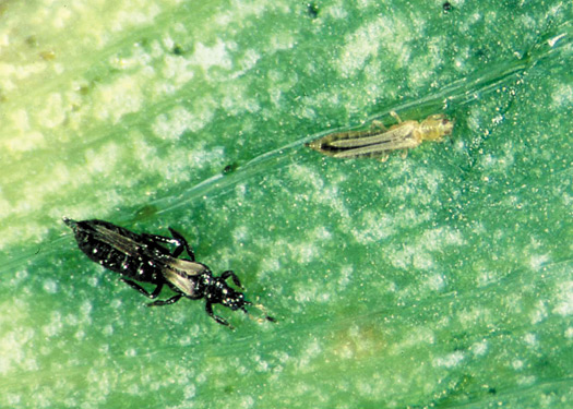 Figure 1. Comparison between western flower thrips on the right and Echinothrips on the left.