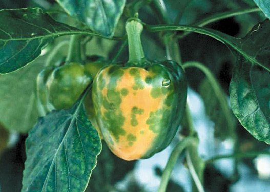 Figure 13. Symptômes du virus de la maladie bronzée de la tomate sur le poivron.