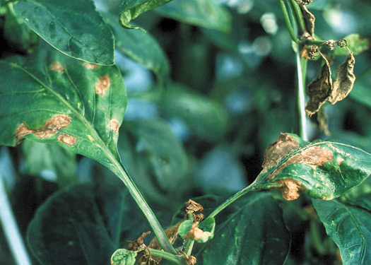 Figure 14. Symptômes du virus de la maladie bronzée de la tomate sur les feuilles des plants de poivron.