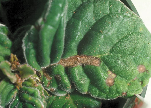 Figure 18. Gloxinia showing ring spots and leaf lesions caused by impatiens necrotic spot virus.