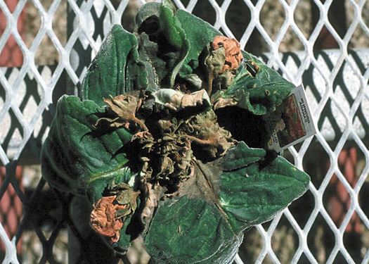 Figure 19. Plant de gloxinia présentant une nécrose extrême causée par le virus des taches nécrotiques de l'impatiente, qui provoquera la mort du plant.