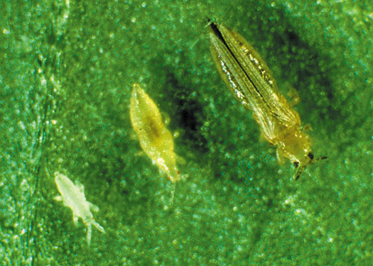 Figure 2. Thrips des petits fruits à ses premier et deuxième stades larvaires (à gauche) et au stade adulte (à droite).
