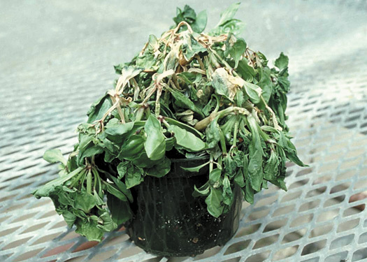 Figure 20. Effondrement complet d'un plant du genre Exacum atteint par le virus des taches nécrotiques de l'impatiente.
