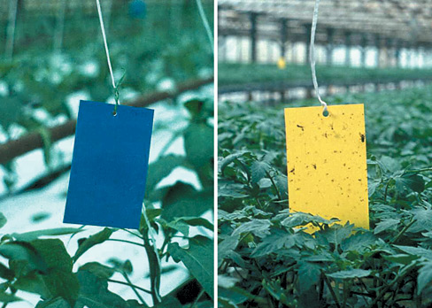 Figure 21. Blue sticky cards (left) and yellow sticky cards (right) used for monitoring adult western flower thrips.