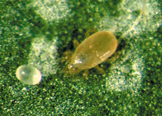 Figure 22. Adult and egg of the predatory mite Neoseiulus cucumeris.