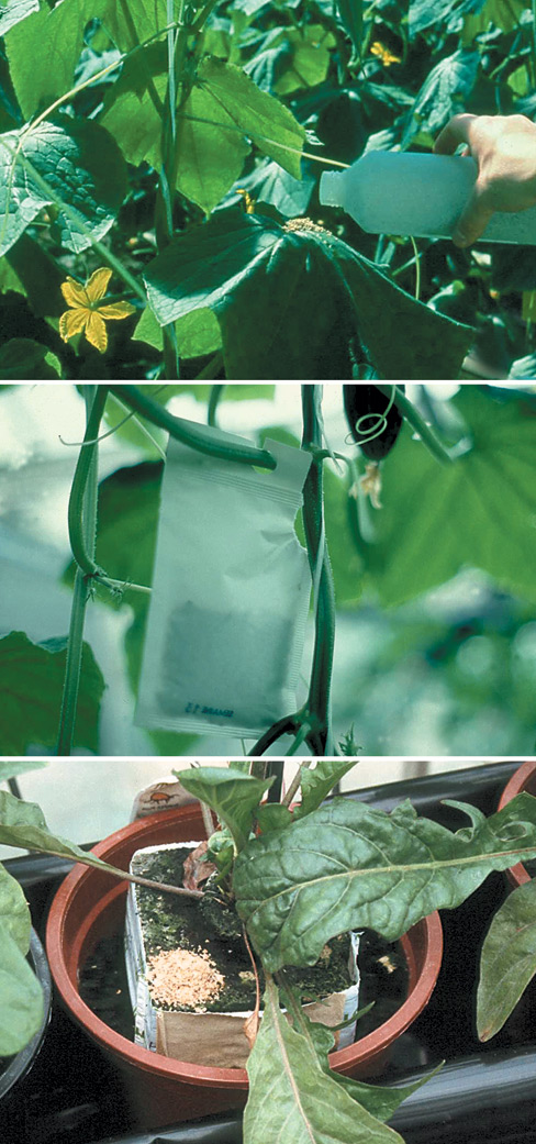 Figure 23. Methods for introducing predatory mites onto plants for thrips control: directly on the plants (top); using a bag rearing system (middle); piling bran on rockwool cube or other growing medium (bottom).
