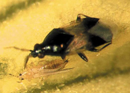 Figure 24. Adulte d'Orius dévorant un thrips des petits fruits.