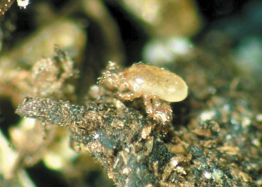 Figure 26. The soil-dwelling predatory mite Stratiolaelaps scimitus.