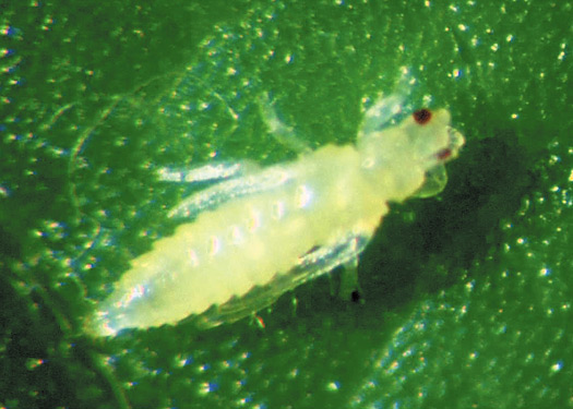 Figure 3. Western flower thrips pupal stage.