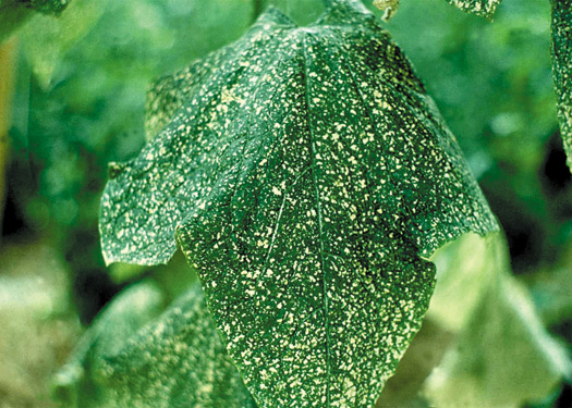Figure 4. Dommages causés par l'alimentation des thrips sur une feuille inférieure d'un plant de concombre.