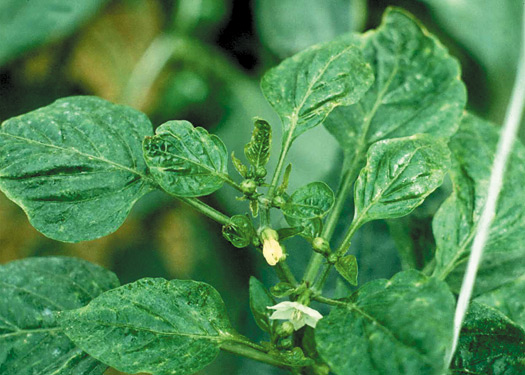 Figure 5. Thrips feeding damage on new growth of pepper.