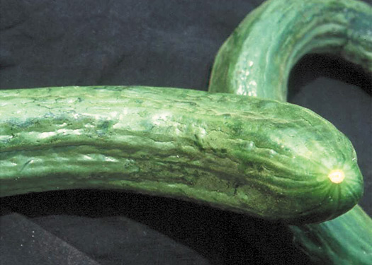 Figure 6. Thrips feeding damage on cucumber showing distortion and curling.