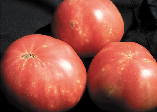 Figure 8. Cicatrices laissées par l'activité de ponte des thrips sur des tomates.
