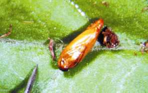 Pupal stage.