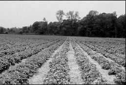 The matted row is the most common growing system for strawberries in Ontario