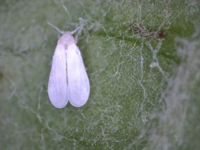 Figure 1. Photo of an adult greenhouse whitefly, which is small, white and winged.