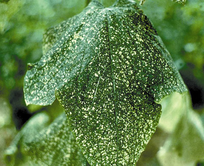 Figure 7. Photo montrant les symptômes d'une infection par le virus de la pseudo-jaunisse de la betterave chez le concombre.
