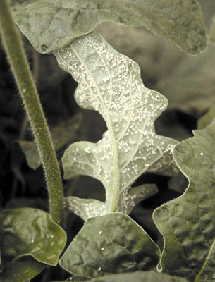 Figure 8. Photo showing the visible presence of large numbers of whiteflies on gerbera leaf. 