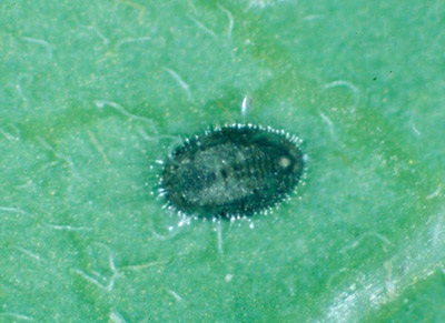 Figure 9b. Photo showing greenhouse whitefly pupa that has turned black after being parasitized by Encarsia formosa.