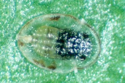 Figure 9c. Photo showing Bemisia pupa that has turned a tan to brown colour and is not easily noticeable after being parasitized by Encarsia formosa.