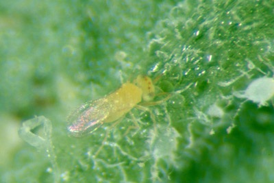 Figure 10a. Photo showing an adult Eretmocerus eremicus, which is yellow in colour.