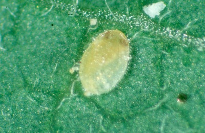Figure 10b. Photo montrant une pupe d'aleurode des serres parasitée par Eretmocerus.