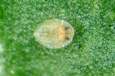 Figure 10c. Photo montrant une pupe d'aleurode du genre Bemisia parasitée par Eretmocerus.