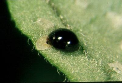Figure 11a. Photo showing adult Delphastus catalinae feeding on whitefly larva.