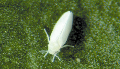 Figure 2. Photo d'un aleurode du genre Bemisia adulte, un petit insecte ailé d'un blanc plus jaune que l'aleurode des serres.