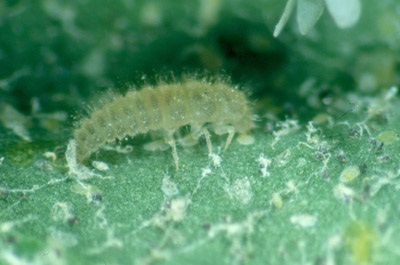 Figure 11b. Photo showing larva of Delphastus catalinae feeding on whitefly larva.