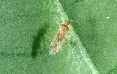 Figure 12a. Photo of adult Dicyphus hesperus.