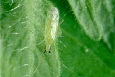 Figure 12b. Photo d'un adulte vert pâle de Dicyphus peu après son apparition.