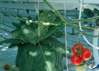 Figure 12c. Photo montrant un plant de molène utilisé comme plante-réservoir pour l'élevage de Dicyphus dans une culture de tomate.