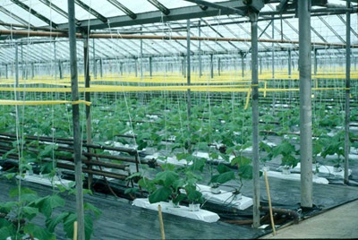 Figure 13. Photo showing large amounts of yellow sticky tape draped between posts along plant rows in the greenhouse.