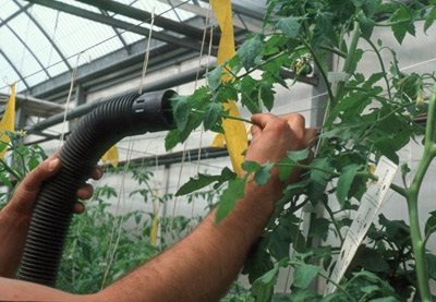Figure 14a. Photo de l'aspiration manuelle des aleurodes adultes dans une culture de tomate.