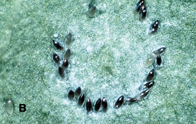 Figure 3b. Photo d'œufs pondus en cercle sur certaines cultures par l'aleurode des serres.