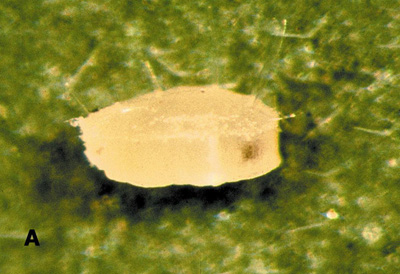 Figure 5a. Photo d'une pupe d'aleurode des serres. La pupe semble flotter au-dessus de la surface de la feuille et est entourée d'une frange de poils.