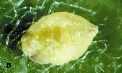 Figure 5b. Photo d'une pupe d'un aleurode du genre Bemisia. La pupe se tient à plat sur la feuille.