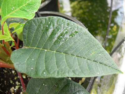 Figure 6a. Photo showing honeydew residue on poinsettia.