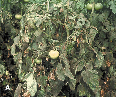Figure 6b. Photo montrant la présence de fumagine sur un plant de tomate.