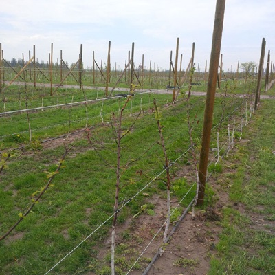 Young apple trees showing poor bud break and weak growth.